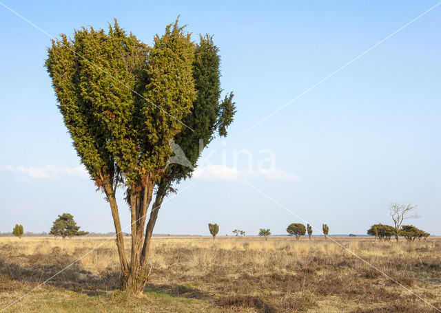 Jeneverbes (Juniperus communis)