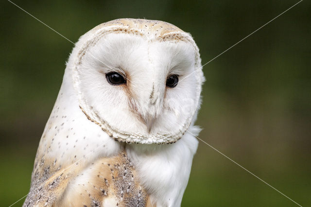 Kerkuil (Tyto alba)