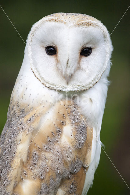 Kerkuil (Tyto alba)