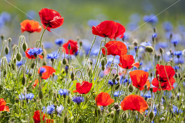 Klaproos (Papaver spec.)