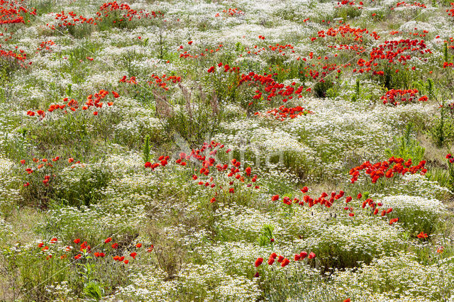 Klaproos (Papaver spec.)