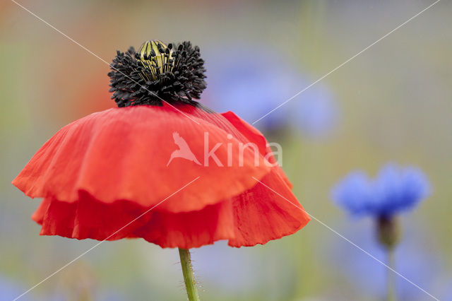 Klaproos (Papaver spec.)