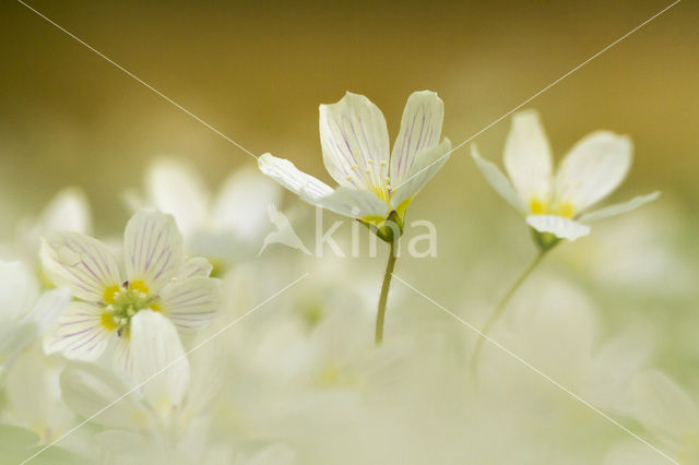 Klaverzuring (Oxalis spec.)