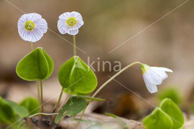 buttercup (Oxalis spec.)