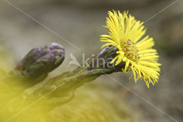 Klein hoefblad (Tussilago farfara)