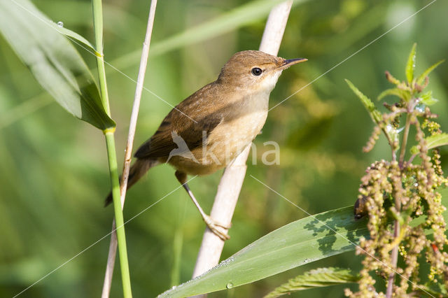 Kleine Karekiet (Acrocephalus scirpaceus)