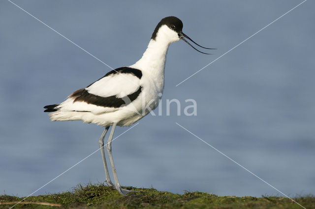 Pied Avocet (Recurvirostra avosetta)