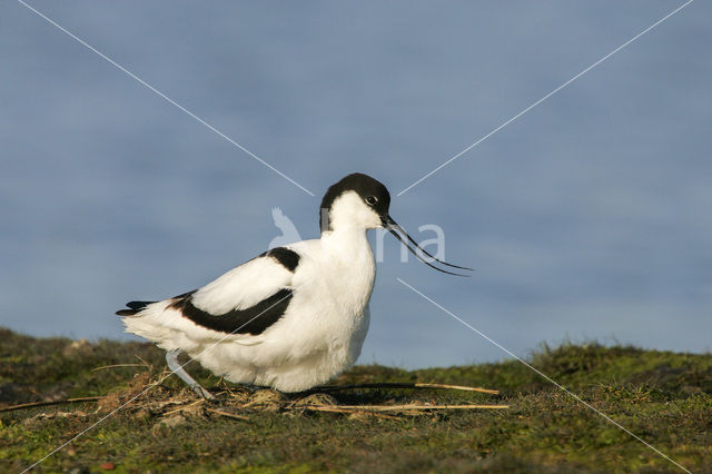 Pied Avocet (Recurvirostra avosetta)