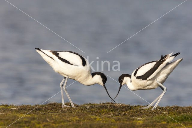 Pied Avocet (Recurvirostra avosetta)