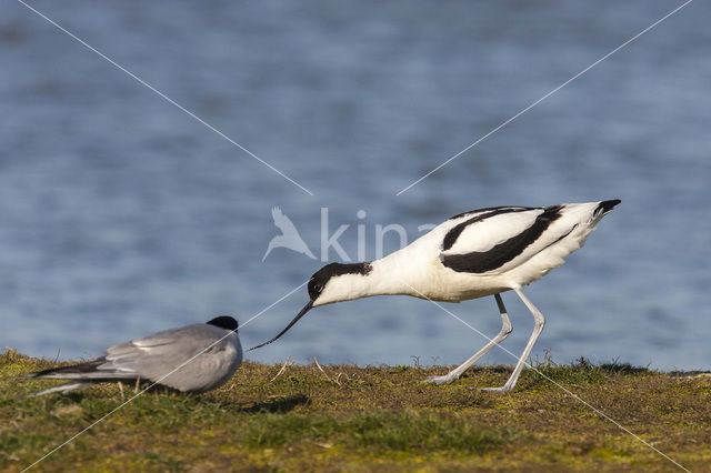 Pied Avocet (Recurvirostra avosetta)