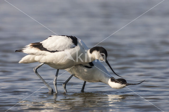 Pied Avocet (Recurvirostra avosetta)