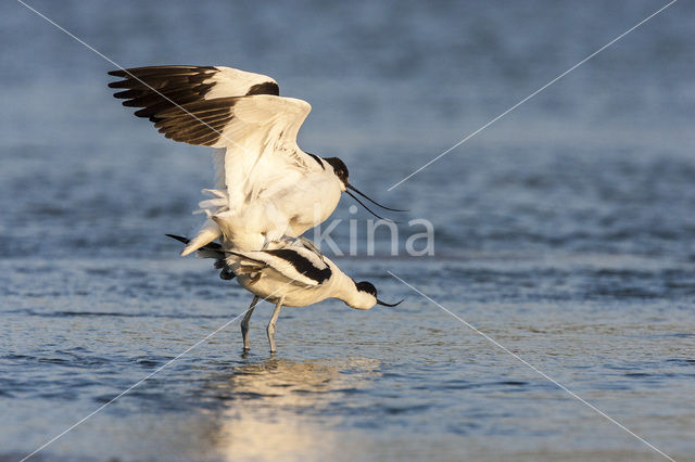 Pied Avocet (Recurvirostra avosetta)