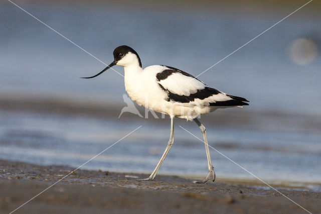 Pied Avocet (Recurvirostra avosetta)