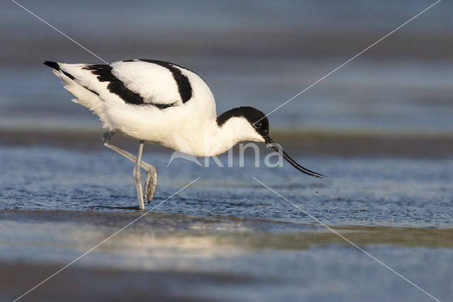 Pied Avocet (Recurvirostra avosetta)