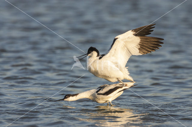 Pied Avocet (Recurvirostra avosetta)