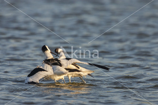 Pied Avocet (Recurvirostra avosetta)