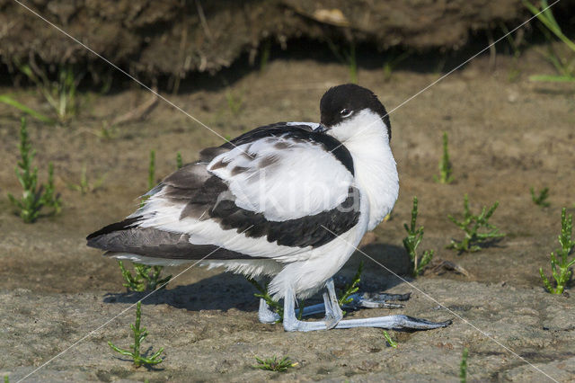 Pied Avocet (Recurvirostra avosetta)