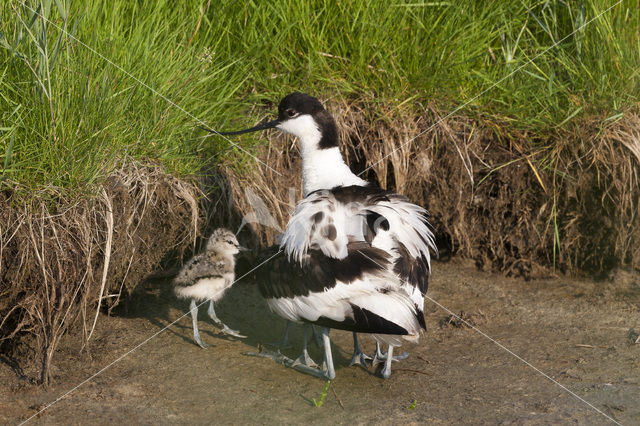 Pied Avocet (Recurvirostra avosetta)