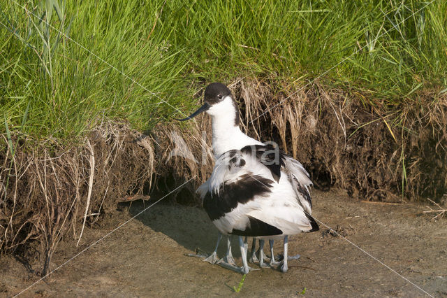 Pied Avocet (Recurvirostra avosetta)