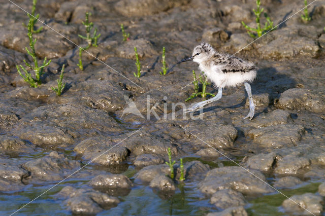 Pied Avocet (Recurvirostra avosetta)