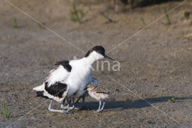 Pied Avocet (Recurvirostra avosetta)