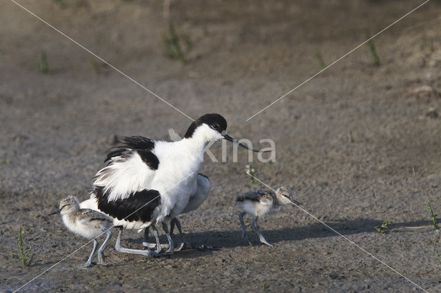 Pied Avocet (Recurvirostra avosetta)