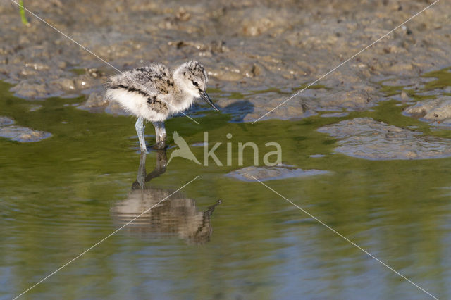 Pied Avocet (Recurvirostra avosetta)