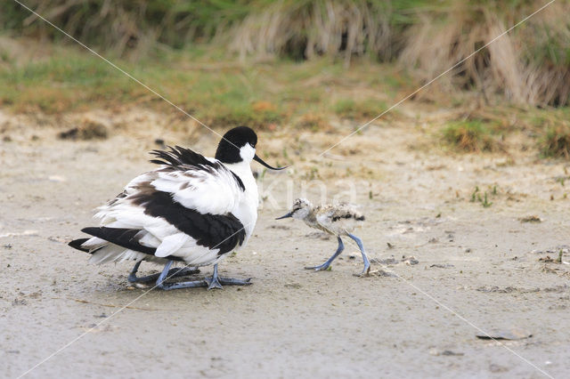 Pied Avocet (Recurvirostra avosetta)