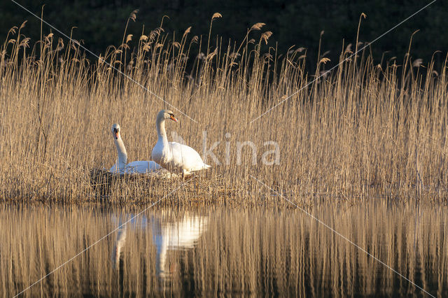 Knobbelzwaan (Cygnus olor)