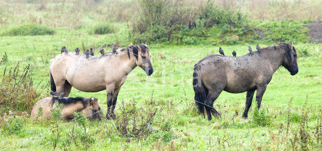 Konikpaard