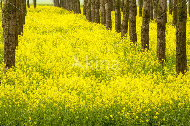 Koolzaad (Brassica napus)