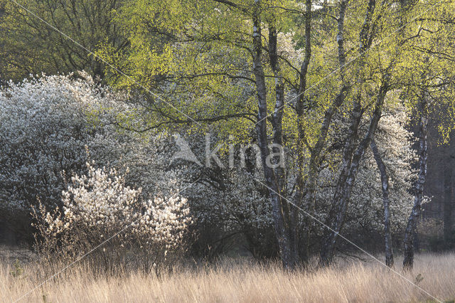 Krentenboompje (Amelanchier spec.)