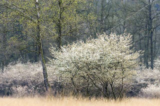 Krentenboompje (Amelanchier spec.)