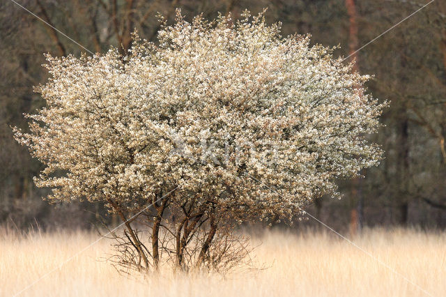 Krentenboompje (Amelanchier spec.)