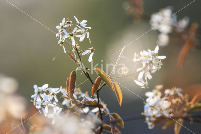 Krentenboompje (Amelanchier spec.)