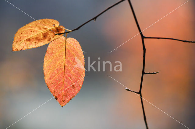 Krentenboompje (Amelanchier spec.)