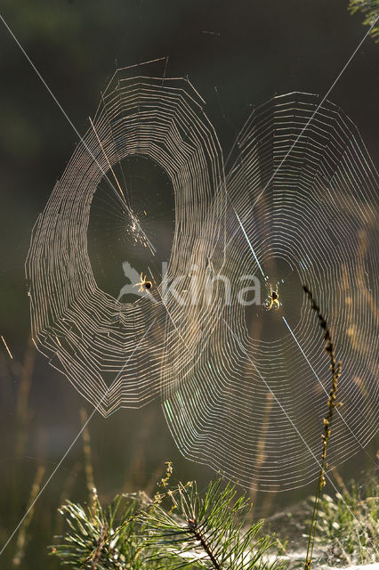 Kruisspin (Araneus diadematus)