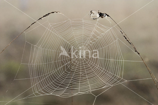 Kruisspin (Araneus diadematus)