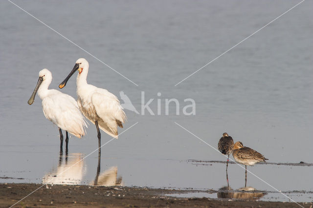 Eurasian Spoonbill (Platalea leucorodia)