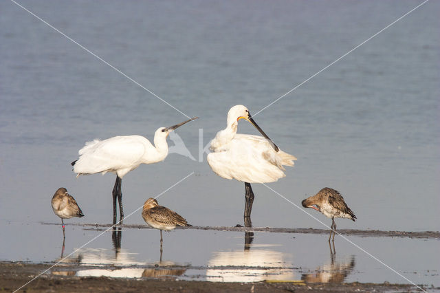 Lepelaar (Platalea leucorodia)