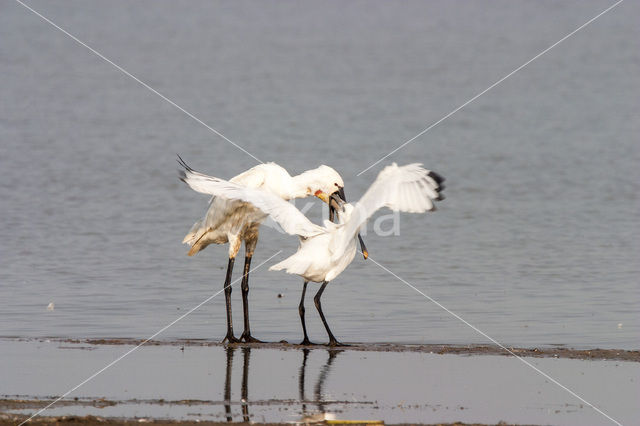 Eurasian Spoonbill (Platalea leucorodia)