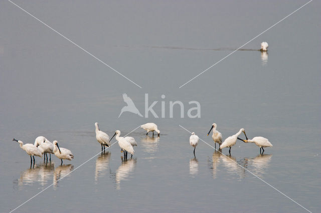 Lepelaar (Platalea leucorodia)