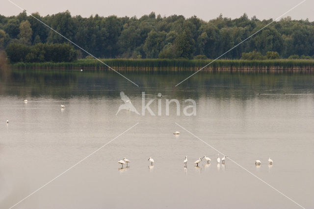 Eurasian Spoonbill (Platalea leucorodia)