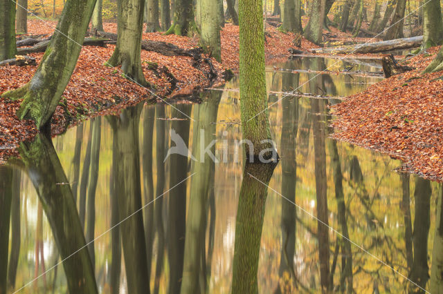 Leuvenumse Bos