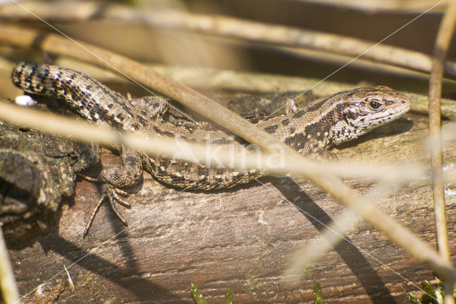 Levendbarende hagedis (Zootoca vivipara)