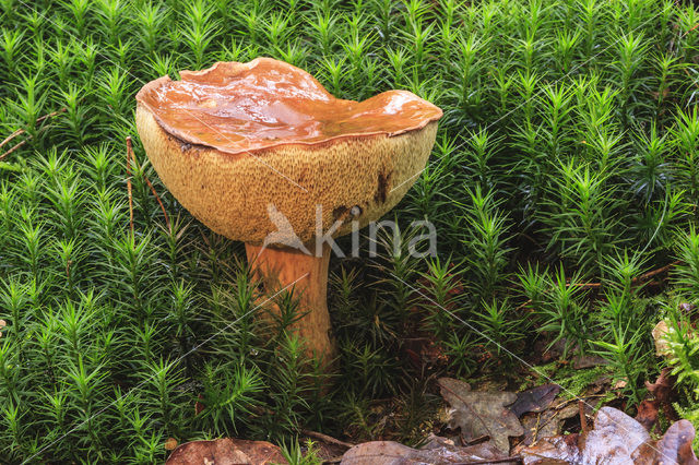 Melkboleet (Suillus granulatus)