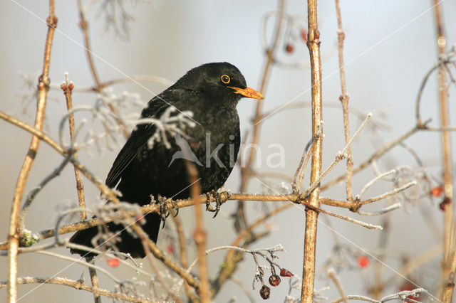 Merel (Turdus merula)