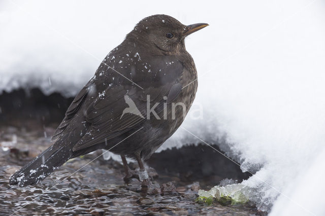 Merel (Turdus merula)