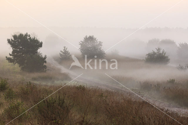 Nationaal Park De Hoge Veluwe