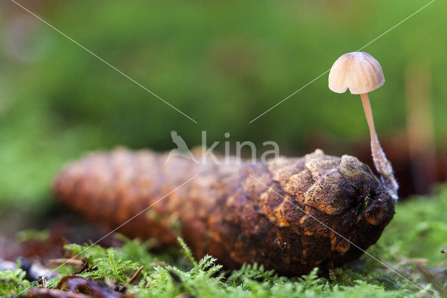 Nationaal Park De Hoge Veluwe